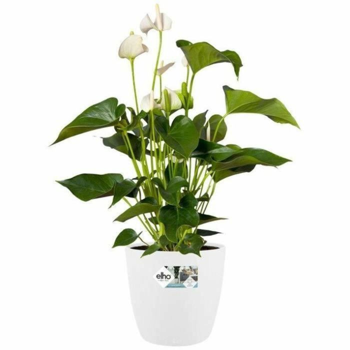 Elho 5643504015041 Juego 2 Maceteros Redondos Bruselas con Ruedas Ø35xH33cm y Ø39xH36.5cm, 55L, Blanco 8 Elho 5643504015041 Juego 2 Maceteros Redondos Bruselas con Ruedas Ø35xH33cm y Ø39xH36.5cm, 55L, Blanco 8