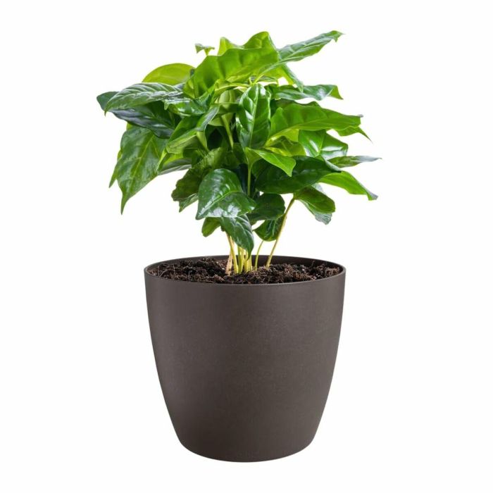 Set de Macetas Elho Plástico Redondo 3 Piezas 11 Set de Macetas Elho Plástico Redondo 3 Piezas 11