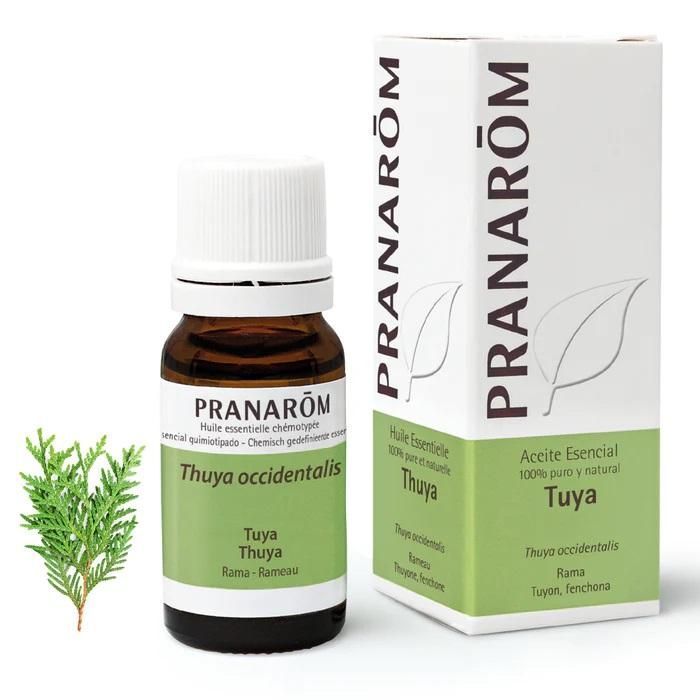 Aceite Esencial Tuya Rama Aceite Esencial Tuya Rama