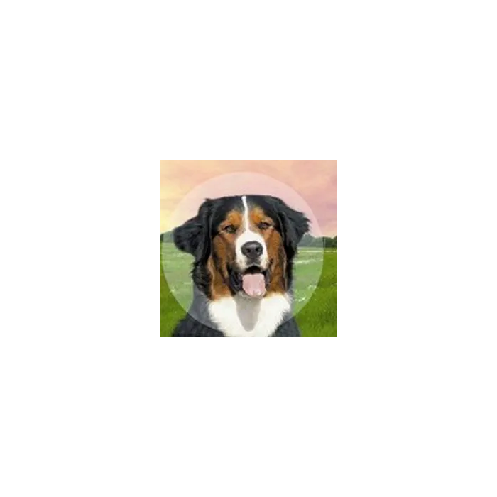 B. Braun Collar Isabelino Collclick - Sistema de cierre fácil y seguro, 1 unidad B. Braun Collar Isabelino Collclick - Sistema de cierre fácil y seguro, 1 unidad