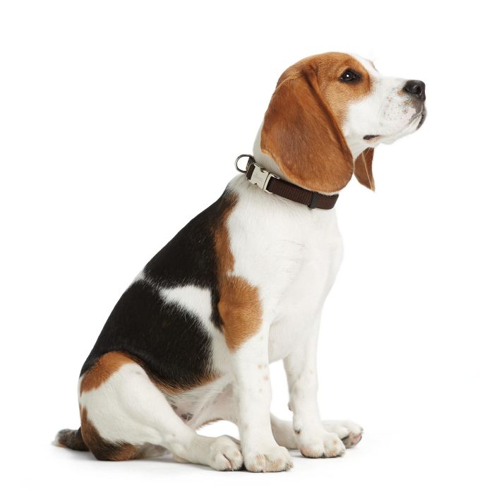 Hunter Collar Vario Basic Alu-Strong L para Perro Ajustable de Nylon Suave y Resistente, Cierre Inoxidable, Cuello 40-55 cm, Negro 1