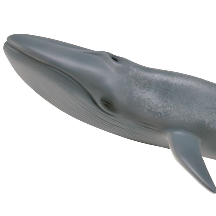 Ballena Azul - Xl - 88834 - Collecta 1