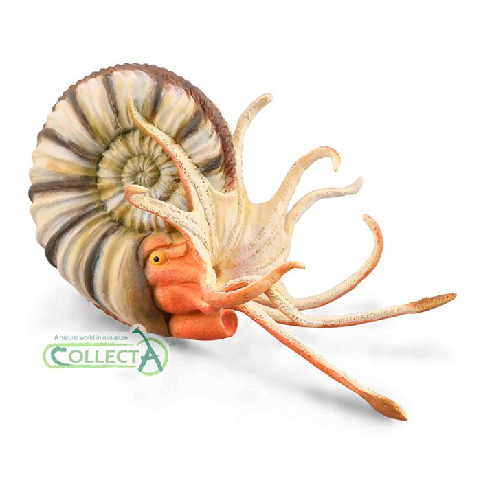 Pleuroceras Ammonite - Xl - 88902 - Collecta