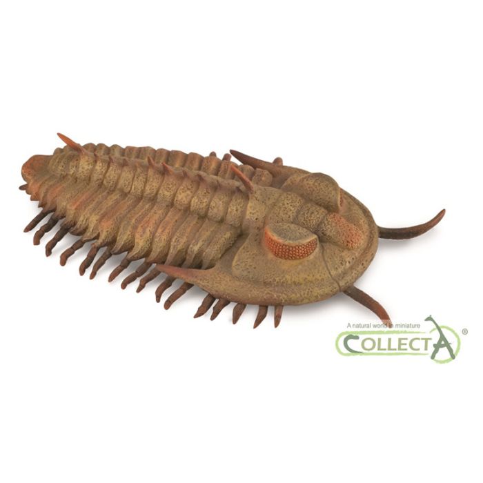 Trilobita- L - 88906 - Collecta