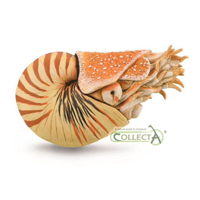 Nautilus Pompilius - Xl - 88907 - Collecta