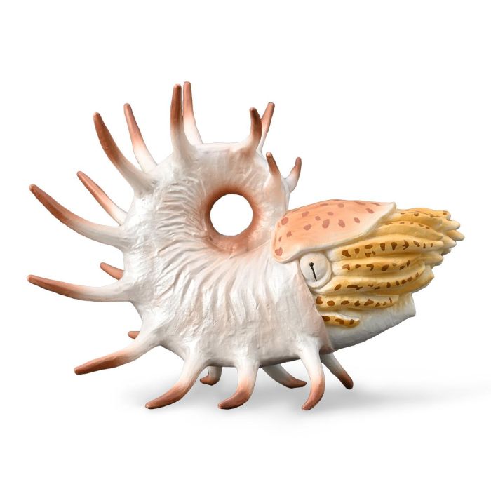 Cooperoceras - Xl - 88946 - Collecta