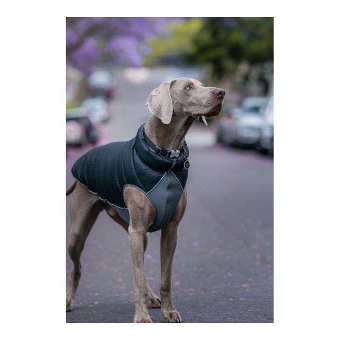 Abrigo para Perro Red Dingo Puffer Negro/Gris 35 cm 2
