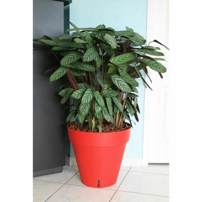 Riviera Maceta Loft Redonda de Polipropileno con Sistema de Reserva de Agua Patentado, 50cm Diámetro, 46cm Alto, Rojo, Uso Interior y Exterior 1 Riviera Maceta Loft Redonda de Polipropileno con Sistema de Reserva de Agua Patentado, 50cm Diámetro, 46cm Alto, Rojo, Uso Interior y Exterior 1