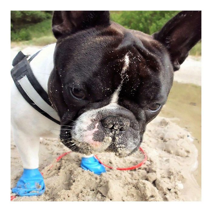 Pawz Botas para Perro Verdes XL - Pack de 12 Unidades de Goma Natural Biodegradable para Nieve, Hielo y Suelo Caliente 3 Pawz Botas para Perro Verdes XL - Pack de 12 Unidades de Goma Natural Biodegradable para Nieve, Hielo y Suelo Caliente 3