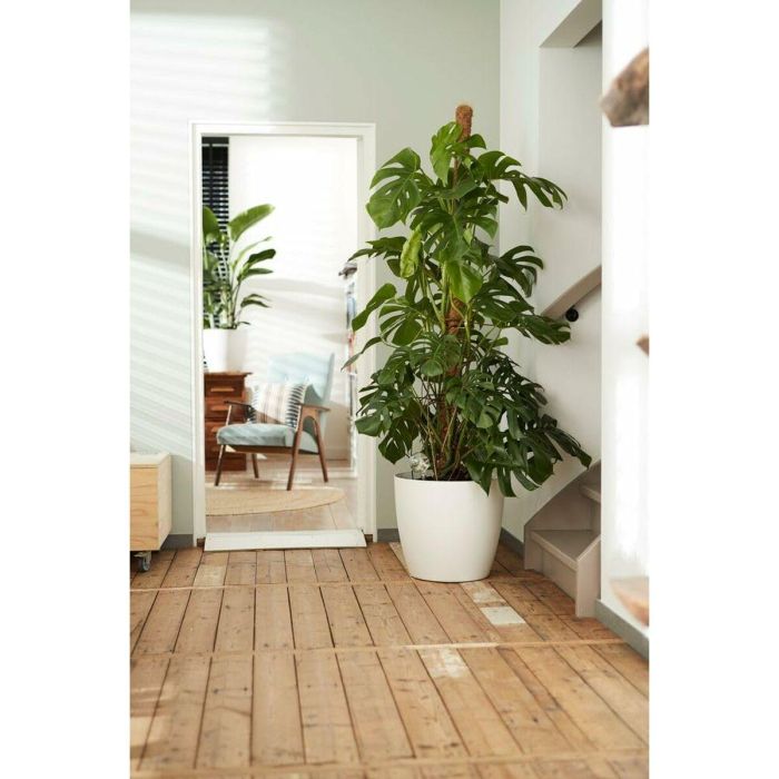 Elho 5643504015041 Juego 2 Maceteros Redondos Bruselas con Ruedas Ø35xH33cm y Ø39xH36.5cm, 55L, Blanco 4 Elho 5643504015041 Juego 2 Maceteros Redondos Bruselas con Ruedas Ø35xH33cm y Ø39xH36.5cm, 55L, Blanco 4