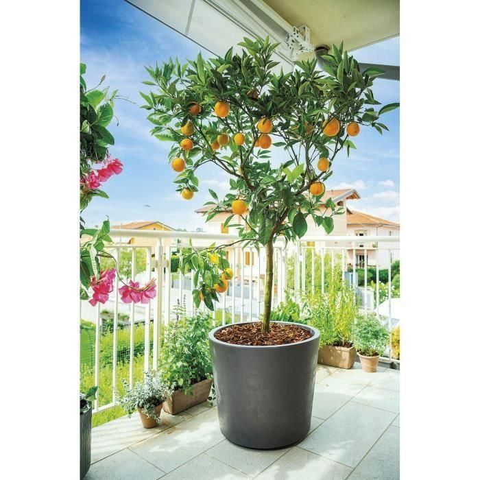 DEROMA 9HB14SZ Maceta Jarrón Millennium R Antracita con reserva de agua y ruedas 59 cm 5