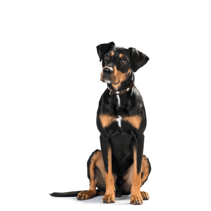 Hunter Collar Swiss para Perro de Piel Napa Marrón y Negro, Ajustable Cuello 35-39.5 cm, 2.6 cm Ancho, Diseño Clásico Premium