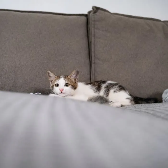 Muzo MUZ3281014039003 Tope Adhesivo para Arañazos de Gato - Pack de 24 3