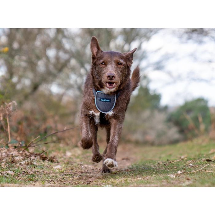 Company Of Animals Arnés de Viaje para Perros Carsafe Negro Talla S | Máxima Seguridad y Comodidad en el Coche | Alta Visibilidad Reflectante 3