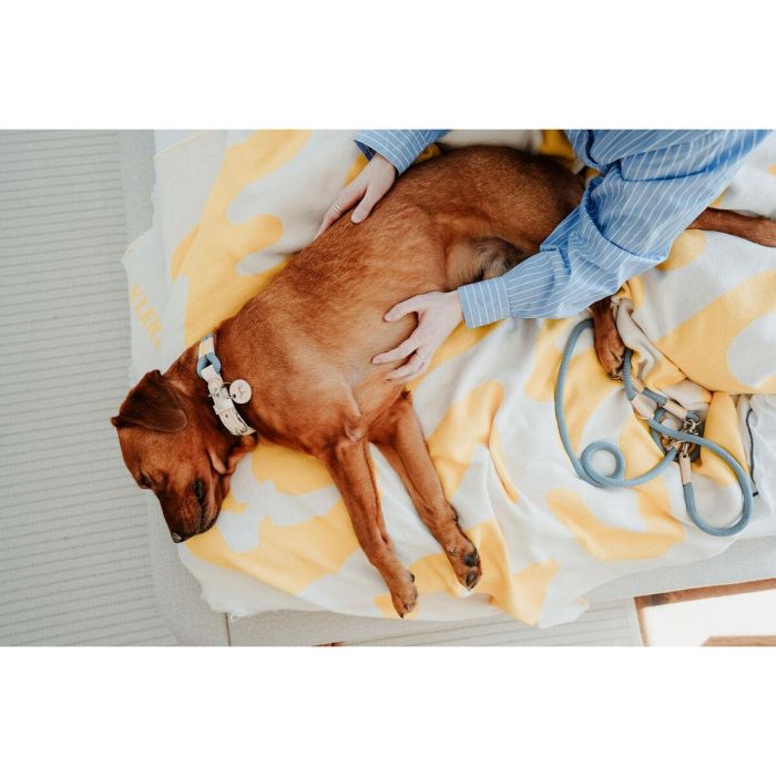 Collar para Perro Hunter MALIA Azul S/M 35-44 cm 4