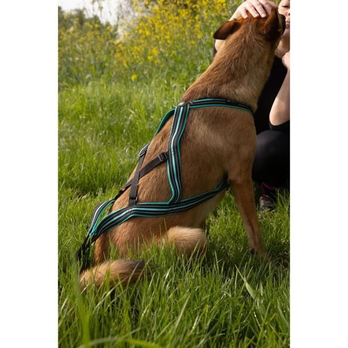 Arnés de tracción para perros - OLYMPIA - XL - Tipo X-back - Azul 2