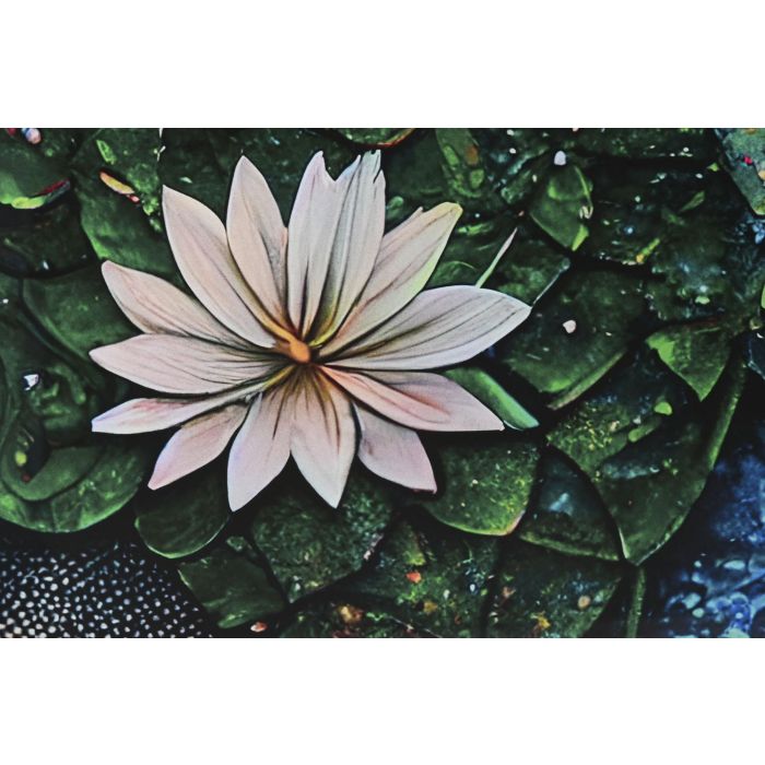 DKD Home Decor Glass art 2c25 Cuadro Item Home Multicolor Cristal Templado 150 x 100 x 0.4 cm 2