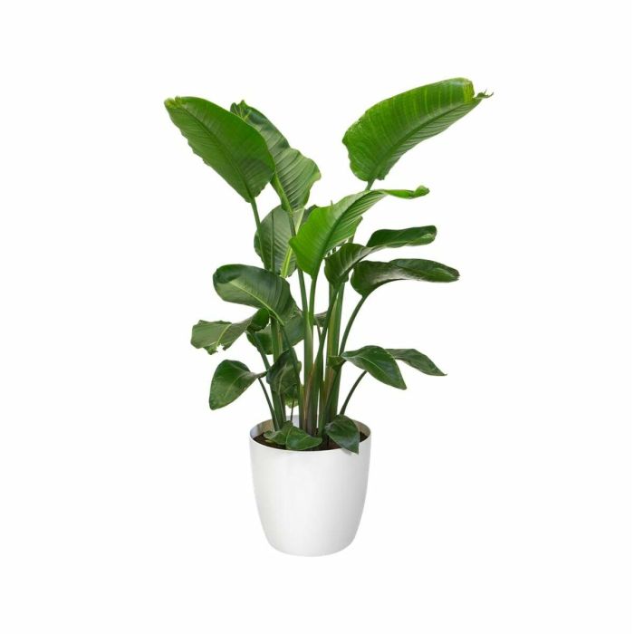 Elho 5643504015041 Juego 2 Maceteros Redondos Bruselas con Ruedas Ø35xH33cm y Ø39xH36.5cm, 55L, Blanco 2 Elho 5643504015041 Juego 2 Maceteros Redondos Bruselas con Ruedas Ø35xH33cm y Ø39xH36.5cm, 55L, Blanco 2