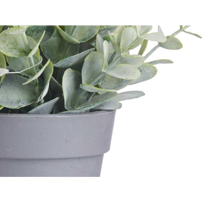 Maceta Planta Verde Surtidos Ibergarden 12X18CM (24 Unidades) 3 Maceta Planta Verde Surtidos Ibergarden 12X18CM (24 Unidades) 3