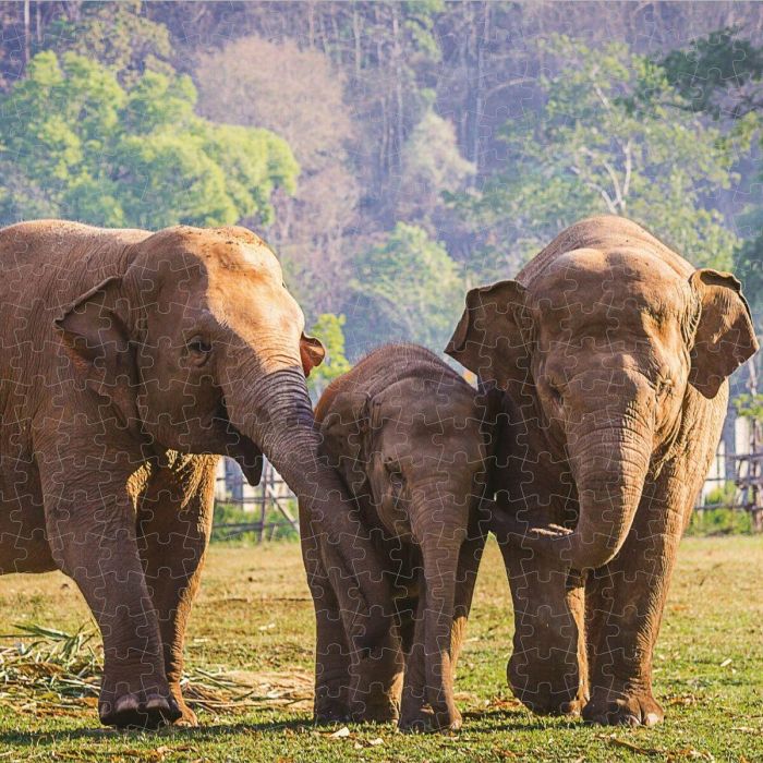 Puzzle Colorbaby Elephant 500 Piezas 6 Unidades 61 x 46 x 0,1 cm 3 Puzzle Colorbaby Elephant 500 Piezas 6 Unidades 61 x 46 x 0,1 cm 3