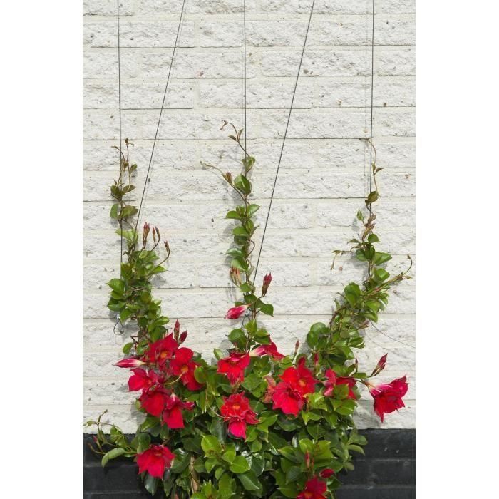 Metallic Trellis Nature 6040760 - Para plantas trepadoras 2 Metallic Trellis Nature 6040760 - Para plantas trepadoras 2