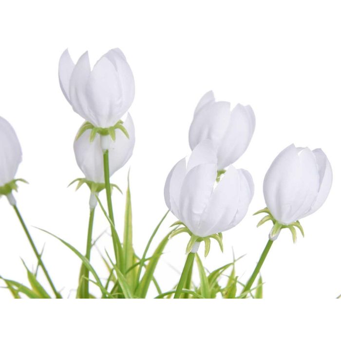 Maceta Tulipan Surtidos Ibergarden 14x21x14cm (24 Unidades) 2 Maceta Tulipan Surtidos Ibergarden 14x21x14cm (24 Unidades) 2