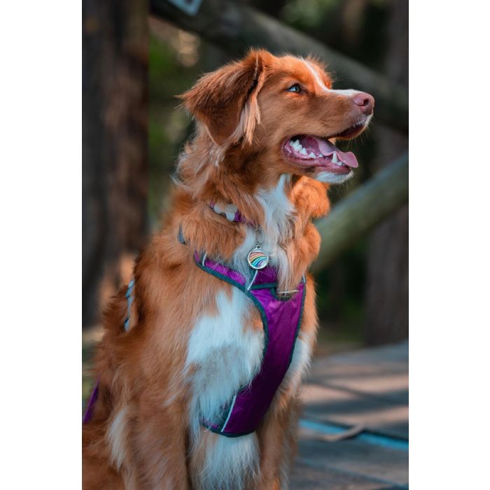 Red Dingo Arnés Acolchado XS Morado para Perro Ajustable Fácil de Poner Cuello 25-36cm Cuerpo 31-43cm Nylon 2