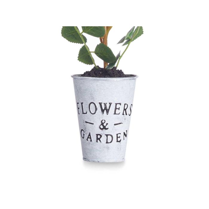 Planta Rosa Bote Metal Surtidos Ibergarden 15x36x12cm (12 Unidades) 3 Planta Rosa Bote Metal Surtidos Ibergarden 15x36x12cm (12 Unidades) 3
