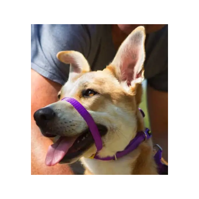Collar Canny Dog Color Púrpura T-3