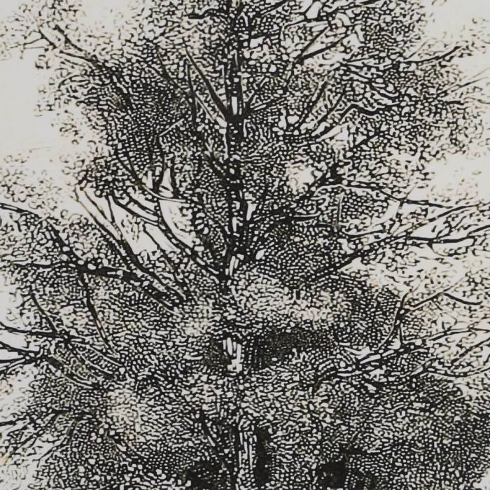 Cuadro Impresión Árbol 2/M 45 X 2,50 X 60 cm