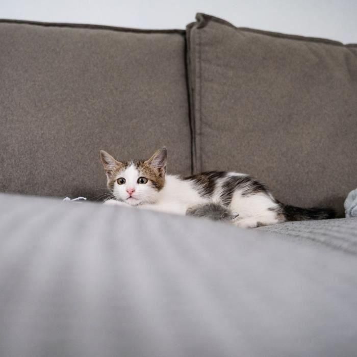 Tope adhesivo para arañazos de gato - TYROL - x24 3