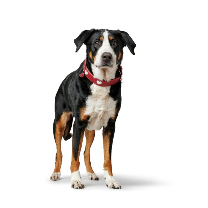 Collar para Perro Hunter Love M 41-49 cm Rojo 5 Collar para Perro Hunter Love M 41-49 cm Rojo 5