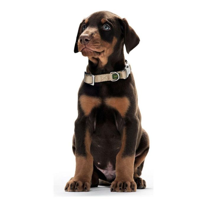 Collar para Perro Hunter Alu-Strong Turquesa Talla M (40-55 cm) 2 Collar para Perro Hunter Alu-Strong Turquesa Talla M (40-55 cm) 2