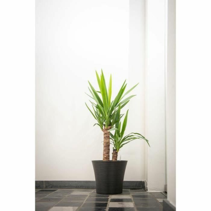 Garden Id 02041069 Maceta Green Care Sense Negro-Antracita 30x27 cm, 100% Reciclada, Resistencia UV y Heladas, 10 años garantía 1 Garden Id 02041069 Maceta Green Care Sense Negro-Antracita 30x27 cm, 100% Reciclada, Resistencia UV y Heladas, 10 años garantía 1