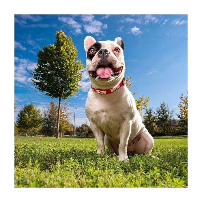 Marvel Collar Premium para Perros Rojo Talla S-M 5 Marvel Collar Premium para Perros Rojo Talla S-M 5