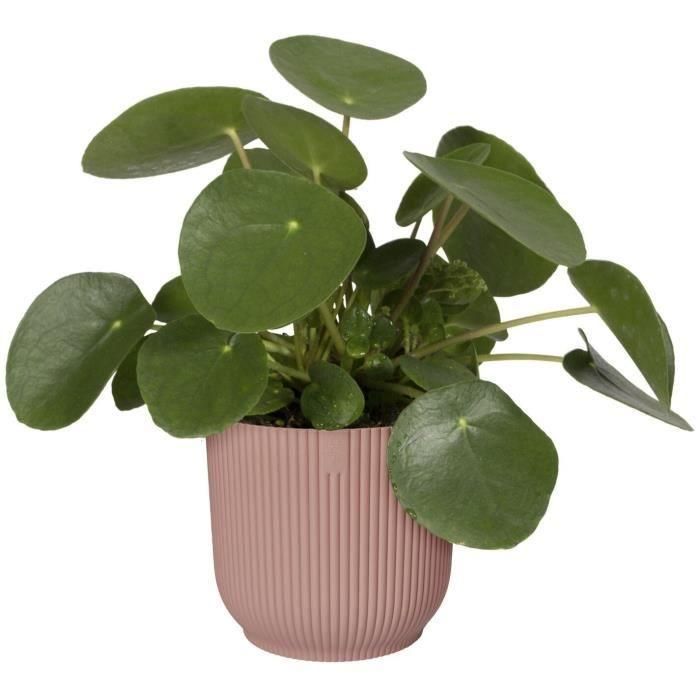 Vibras de maceta de flores redondas - Plastic - Ø22 - Polvo de rosa 2 Vibras de maceta de flores redondas - Plastic - Ø22 - Polvo de rosa 2