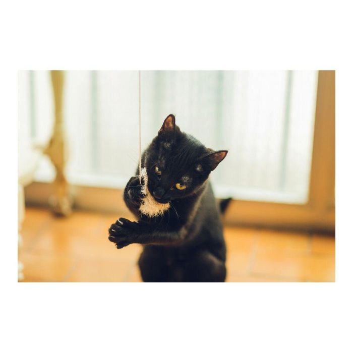 Gloria Palo Con Pompón Pequeño 6 cm Dim. Juguete Natural para Gatos con Piel de Conejo y Madera, Fabricado en España