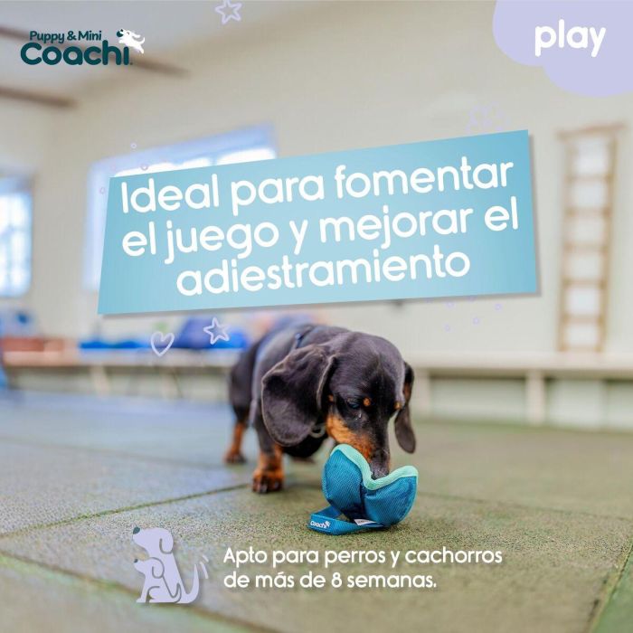 Arnés para Perro Coachi 2
