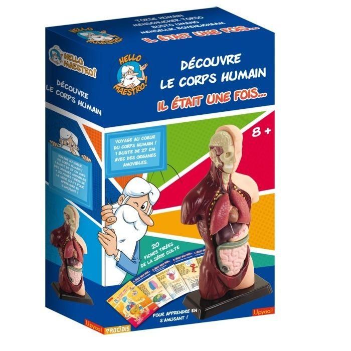 HOLA MAESTRO Anatomía del Busto: Modelo Detallado para Descubrir el Cuerpo Humano 1 HOLA MAESTRO Anatomía del Busto: Modelo Detallado para Descubrir el Cuerpo Humano 1