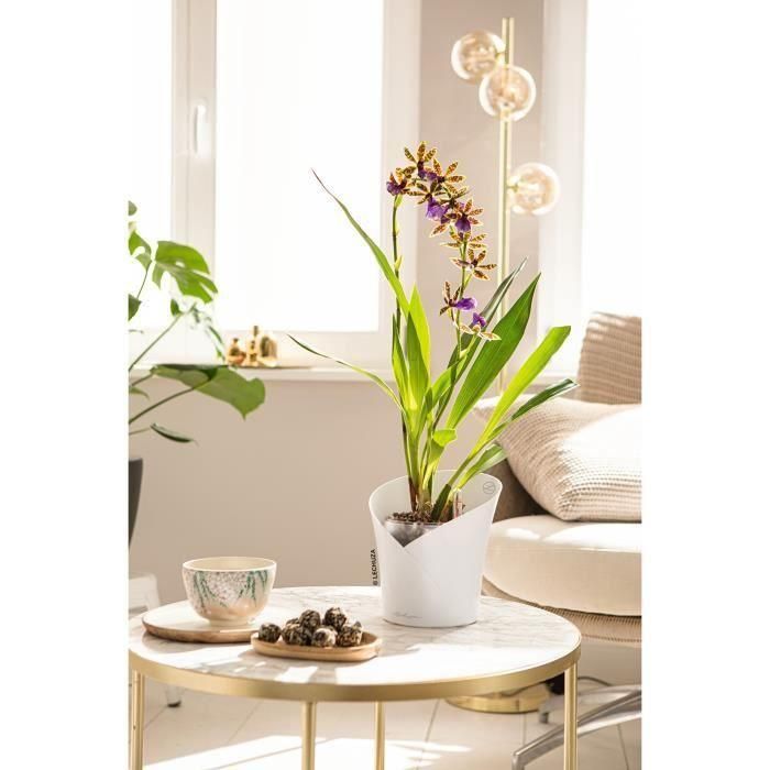 Maceta LECHUZA ORCHIDEA ALL-IN-ONE Blanco mate 2