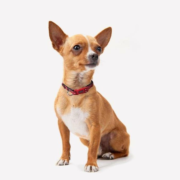 Collar para perros XXS/XS minnie talla XXS-XS 4 Collar para perros XXS/XS minnie talla XXS-XS 4