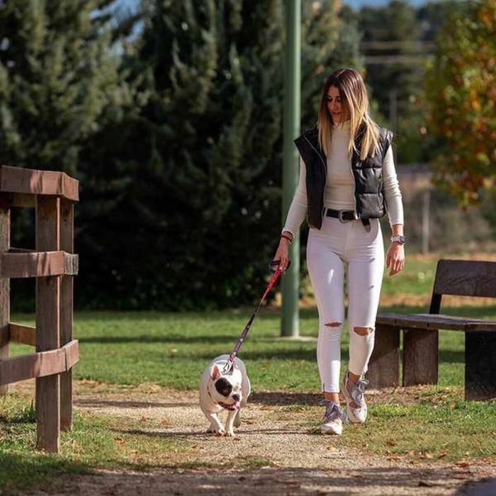 Correa premium para perros s dc pets t2s:s 2 Correa premium para perros s dc pets t2s:s 2