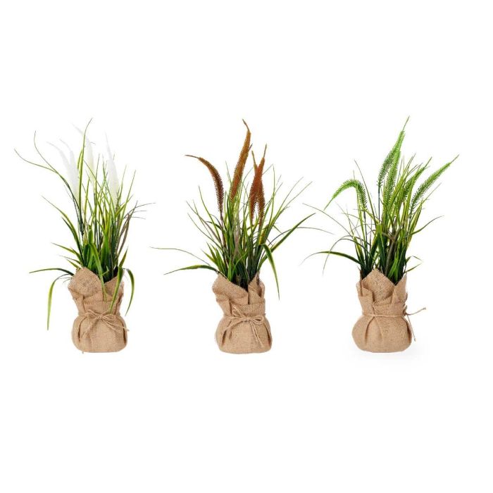 Planta Saco Grande Junco Surtidos Colores Ibergarden 13X46CM (12 Unidades) 1 Planta Saco Grande Junco Surtidos Colores Ibergarden 13X46CM (12 Unidades) 1