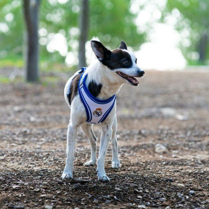 Real Madrid Arnés para Perros Talla S-M Color Azul 9