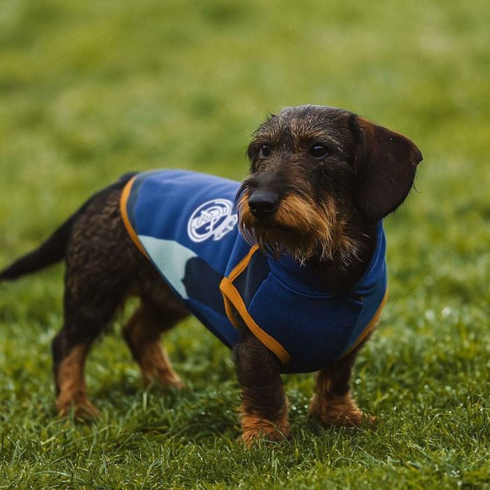 Cerdá Sudadera para Perro de Forro Polar Oficial Real Madrid, Talla XXS, Color Azul. Con Licencia del Club de Fútbol 6