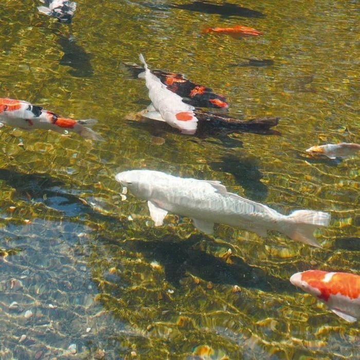 Ubbink AlgClear 2500 Dispositivo UV-C para Piscinas <5000l - Agua Siempre Limpia 3