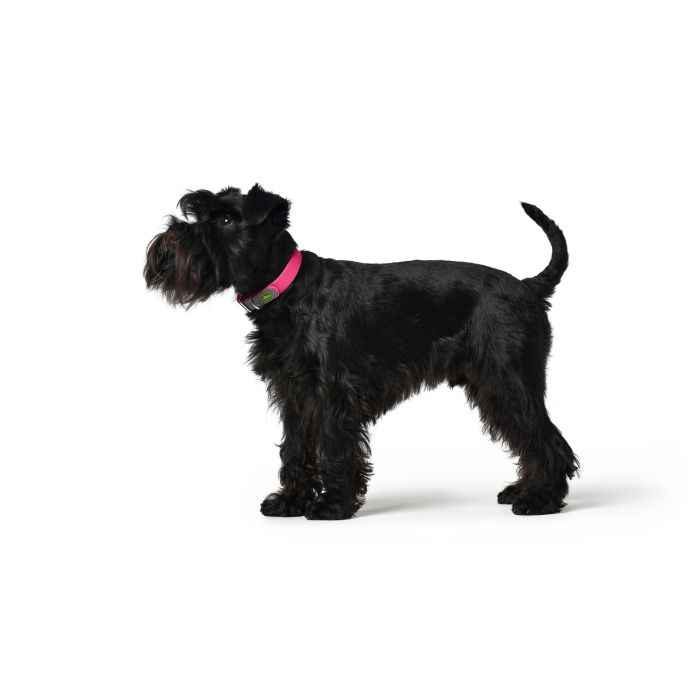 Collar para Perro Hunter Convenience 47-55 cm Fucsia L 1 Collar para Perro Hunter Convenience 47-55 cm Fucsia L 1
