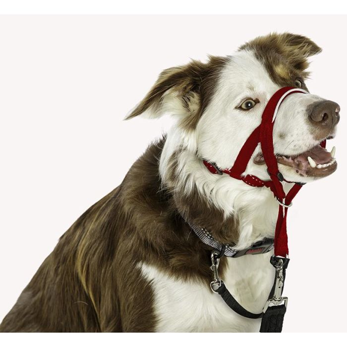 Company Of Animals Halti Headcollar Rojo Talla 2 Bozal Antirones para Perro 1