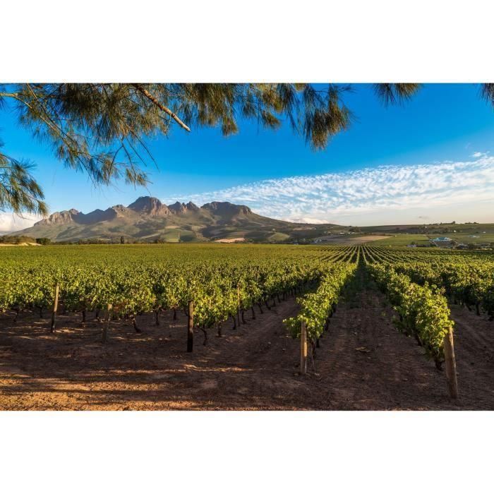 Zoulou Tentation Pinotage - Vino tinto de Sudáfrica 2 Zoulou Tentation Pinotage - Vino tinto de Sudáfrica 2