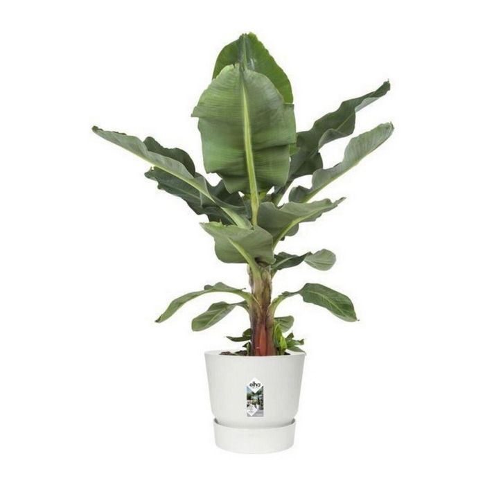 Maceta redonda ELHO Greenville 40 - Exterior - Ø 39 x H 36.8 cm - Blanco 2 Maceta redonda ELHO Greenville 40 - Exterior - Ø 39 x H 36.8 cm - Blanco 2